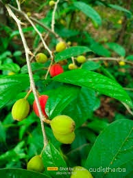 Alangium lamarckii leaf2.jpg